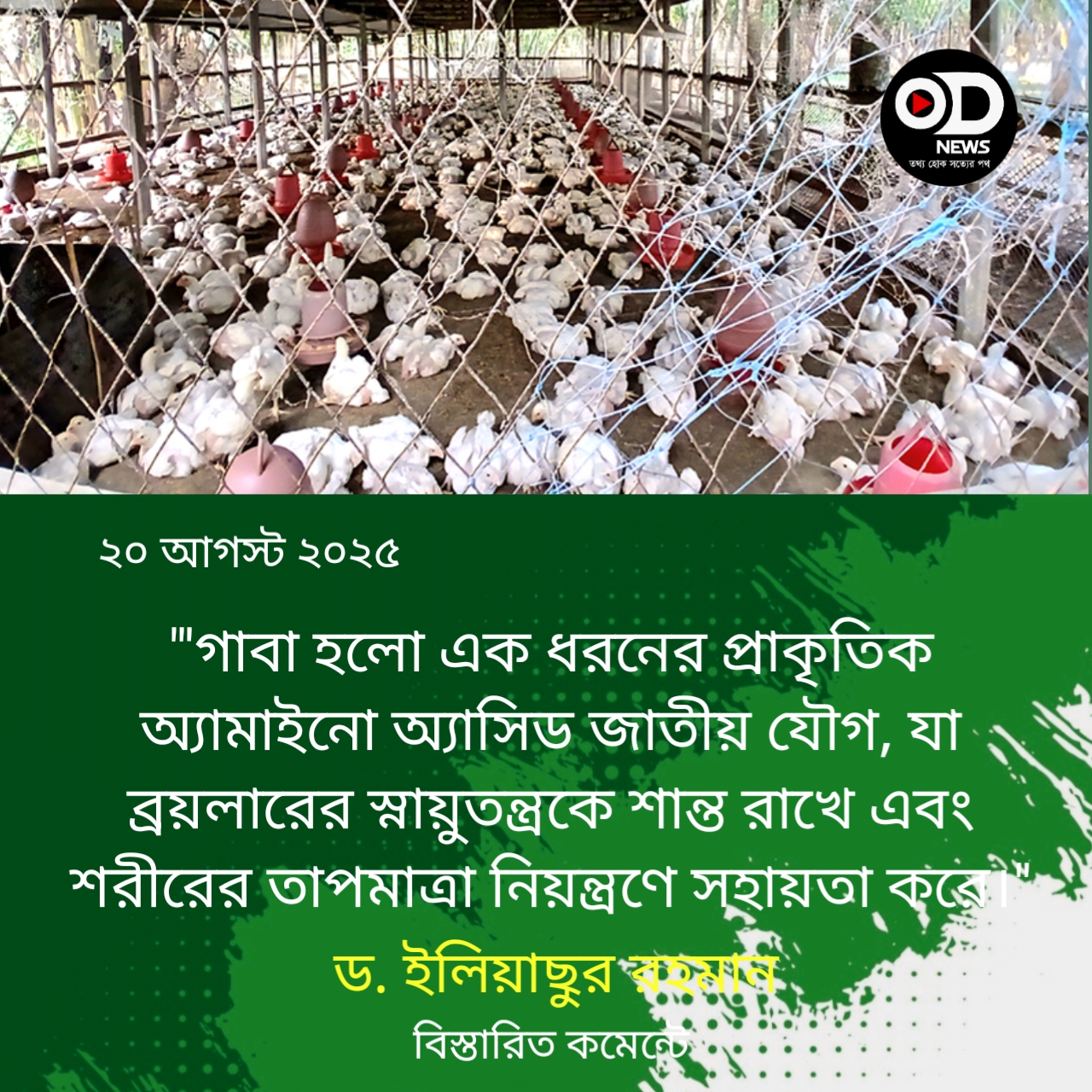 গরমে ব্রয়লারের হিটস্ট্রেস মোকাবিলায় নতুন দিগন্ত, গাবা সমৃদ্ধ খাদ্যে মৃত্যুহার কমছে 