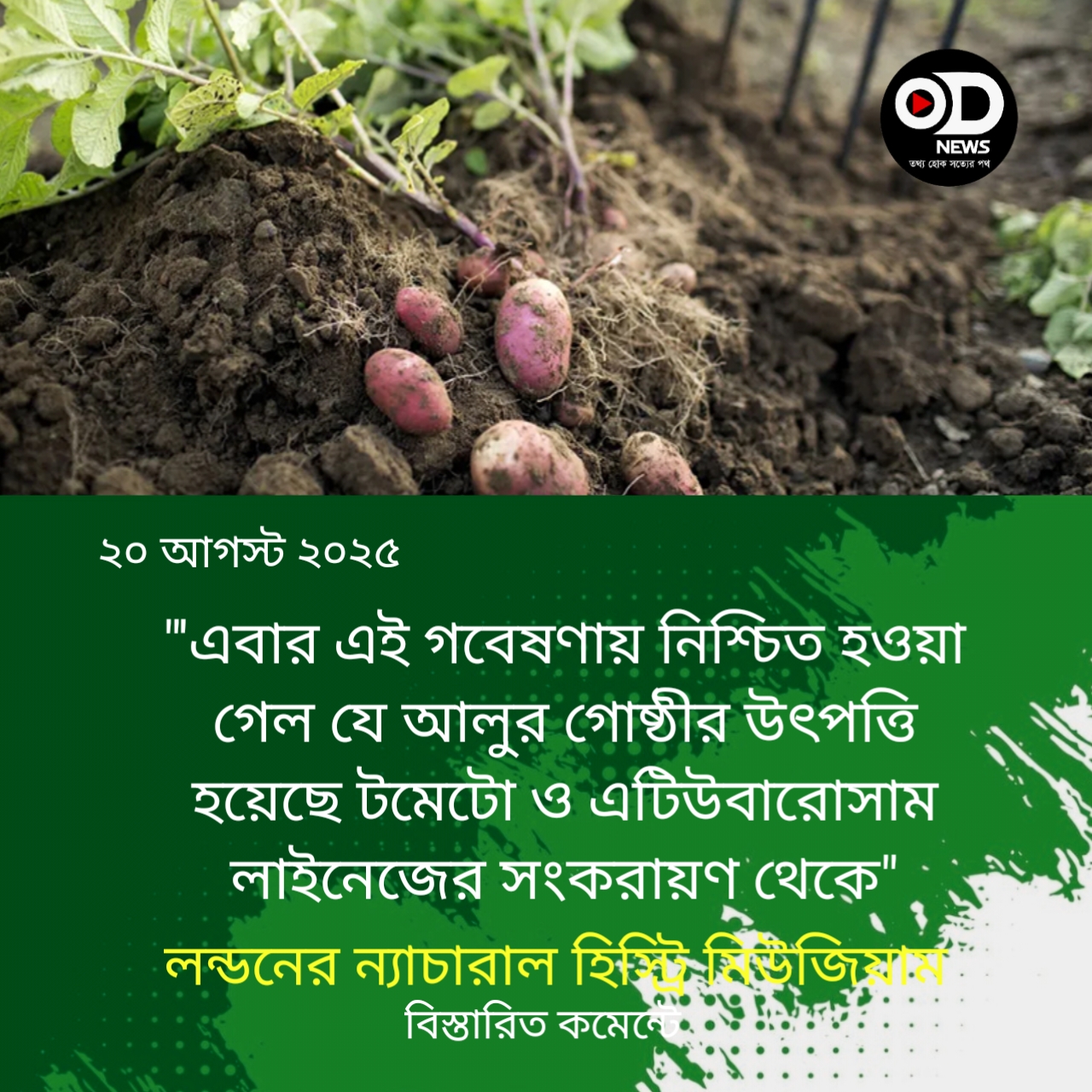 ৯০ লাখ বছর আগে যেভাবে জন্ম নিয়েছিল আলু